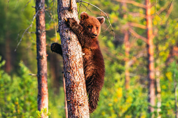 bear cub on a tree © Artem