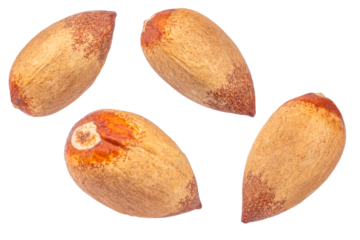 Avocado brown pit isolated on white background, Bone from the avocado