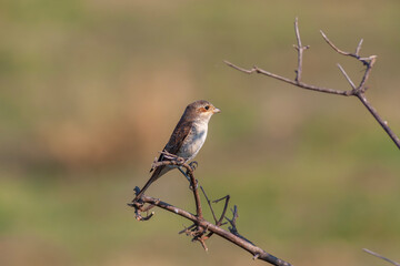 bird looking around  in woodland, Red-backed Shrike, Lanius collurio