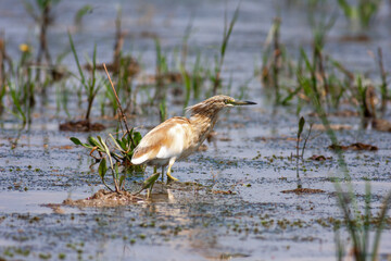 big water bird on grass, Squacco Heron, Ardeola ralloides