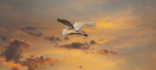 Obraz premium big water bird flying, Great Egret, Ardea alba