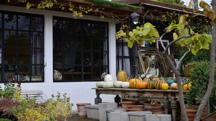 pumpkins in a garden