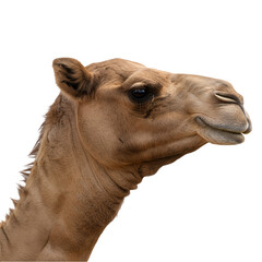 Obraz premium A Close-Up Portrait of a Majestic Camel Showcasing Its Unique Characteristics and Beauty