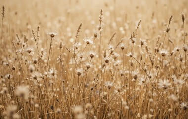 Fototapeta premium A close-up of dried beige pampas grass