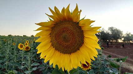 Sunflower flower in a field with olive trees in the background