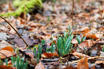 Early Spring Snowdrops Emerging from Leaf Litter – Nature Awakening