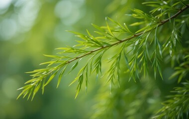 A close-up photo of a willow branch with a blurred background