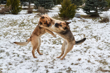 Two German Shepherds Playfully Fighting in Snow