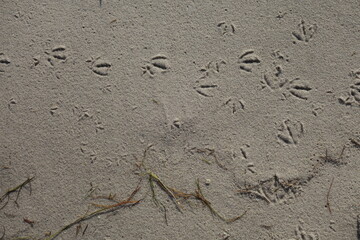 Birds footprints on a sandy beach