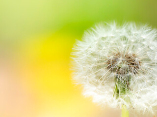 タンポポの綿毛のある風景