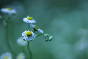fiori bianchi in primavera