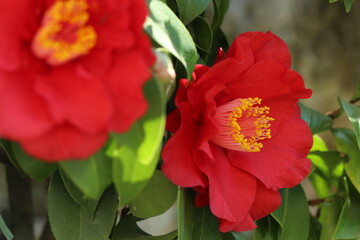 fiori di camelia in un giardino