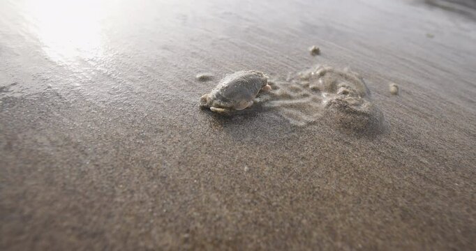Sand Flea Burring Into the Sand
