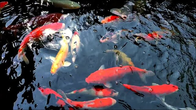 pond with various kinds of koi fish