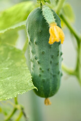 Organic cucumbers growing in greenhouse,   cucumbers vegetables plants