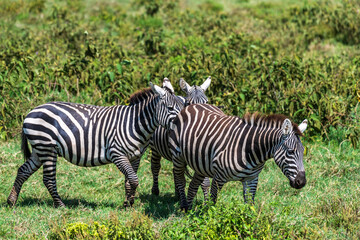 Fototapeta premium A herd of Plains zebra -Equus quagga- grazing in Lake Nakamuru national park in Kenya