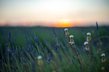 Obraz premium Breathtaking Lavender Fields at Sunset in Spain