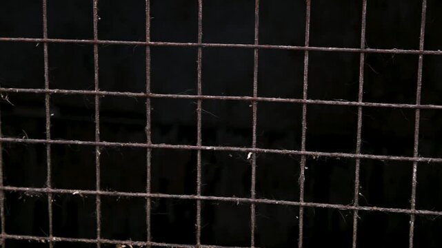 Fance in animal shelter and dog behind the fance . Dog looking over the fance.