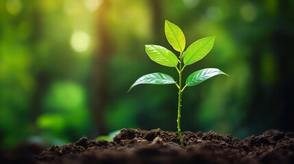 Fototapeta premium Fresh Green Plant Growth in Soil with Sunlight in Background, Nature and Environment Concept