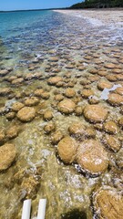 Thrombolites in a Western Australian Lake