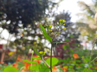 Rorippa palustris flower. Its other names marsh yellow cress, bog yellow cress and  common yellow cress. This is a species of flowering plant in the family Brassicaceae. This is a kind of weed.
