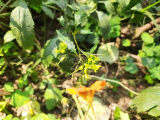 Rorippa palustris flower. Its other names marsh yellow cress, bog yellow cress and  common yellow cress. This is a species of flowering plant in the family Brassicaceae. This is a kind of weed.