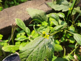 Rorippa palustris flower. Its other names marsh yellow cress, bog yellow cress and  common yellow...
