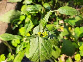 Rorippa palustris flower. Its other names marsh yellow cress, bog yellow cress and  common yellow cress. This is a species of flowering plant in the family Brassicaceae. This is a kind of weed.