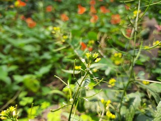 Rorippa palustris flower. Its other names marsh yellow cress, bog yellow cress and  common yellow cress. This is a species of flowering plant in the family Brassicaceae. This is a kind of weed.