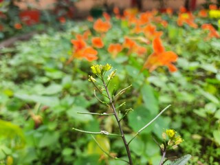 Rorippa palustris flower. Its other names marsh yellow cress, bog yellow cress and  common yellow cress. This is a species of flowering plant in the family Brassicaceae. This is a kind of weed.