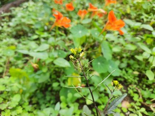 Rorippa palustris flower. Its other names marsh yellow cress, bog yellow cress and  common yellow cress. This is a species of flowering plant in the family Brassicaceae. This is a kind of weed.