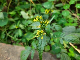 Rorippa palustris flower. Its other names marsh yellow cress, bog yellow cress and  common yellow cress. This is a species of flowering plant in the family Brassicaceae. This is a kind of weed.