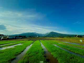 Fototapeta premium landscape with green grass and blue sky