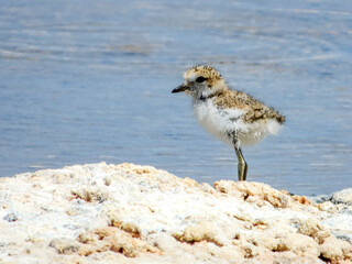 Red-capped Plover Chick (Charadrius ruficapillus) in Australia
