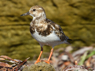 Ruddy Turnstone (Arenaria interpres) in Australia