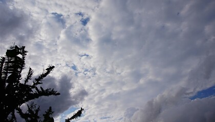 cloudy afternoon sky with black clouds and silhouettes of banana leaves