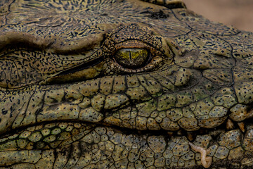 Fototapeta premium close up of a crocodile