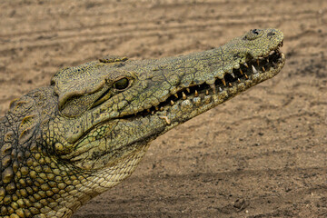 Naklejka premium close up of a crocodile