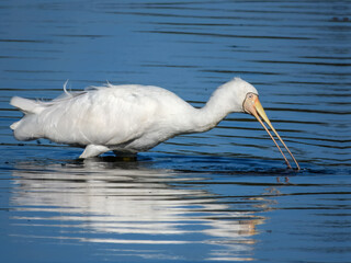 Yellow-billed Spoonbill (Platalea flavipes) in Australia