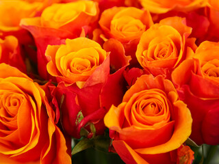 a lot of red-orange roses. View from above. selective focus