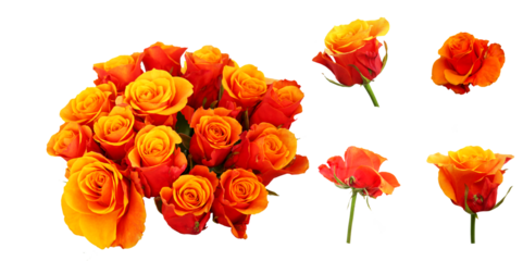 Orange and red rose. Isolated. Orange and red rose. Isolated. isolated roses. Orange rose set in different positions, selective focus