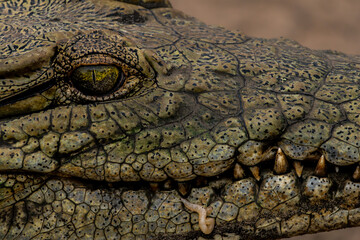 closeup of a crocodile