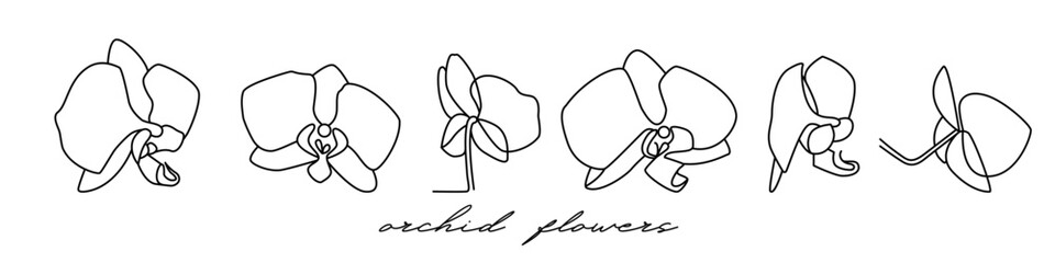 orchid flowers are drawn with an outline