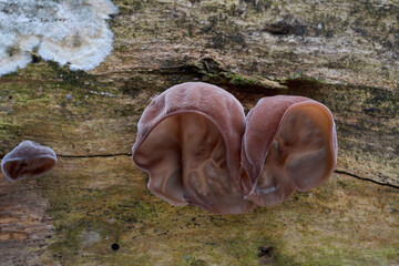 Auricularia auricula-judae mushroom on the wood. Known as Jelly Ear. Edible brown mushrooms in deciduous forest.