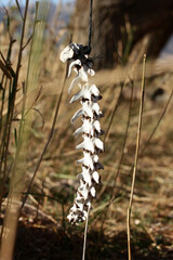 animal skeleton hanging on a rope