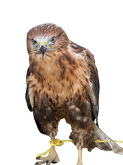 The red-tailed hawk is a bird of prey.