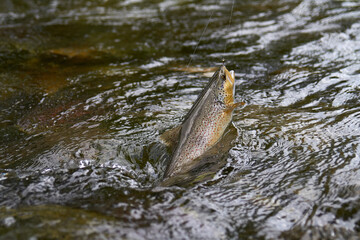 pesca y cebos de pesca