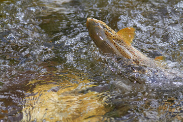 pesca y cebos de pesca