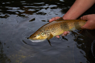 pesca y cebos de pesca