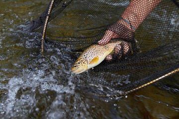 pesca y cebos de pesca